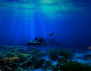 Ocean acidity affects marine species, study finds