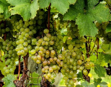 Plant disease diagnostic system gets funding
