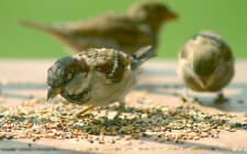 Sparrows